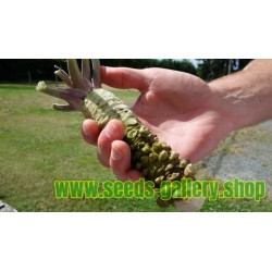 Wasabi Καυτερό Αγριοράπανο σπόροι (Wasabia japonica)