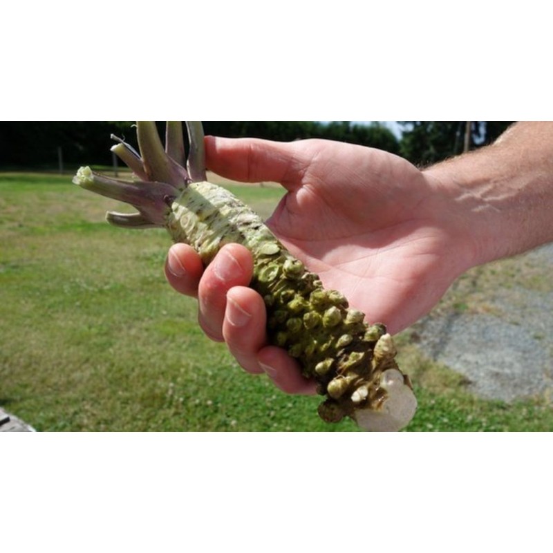 Sementes de Wasabi (Wasabia japonica) | 7,50 €