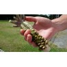 Sementes de Wasabi (Wasabia japonica) | 7,50 €