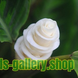 Graines de fleur de la crème glacée (Calathea warscewiczii)