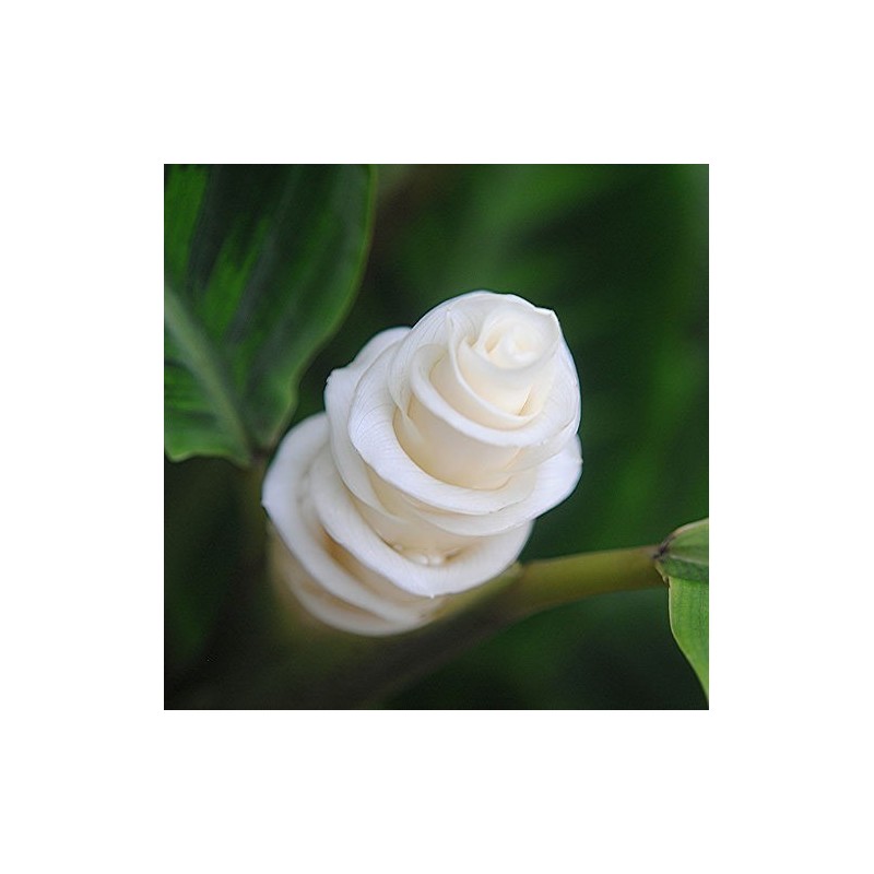 Prayer Plant, Ice Cream Flower Seeds (Calathea warscewiczii) | €2.85