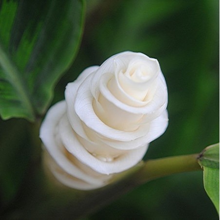 Semi di Fiore gelato (Calathea warscewiczii) | 2,85 €