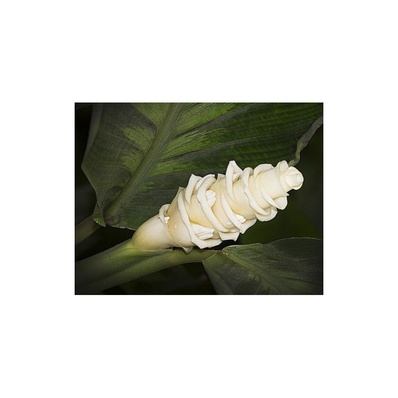 Bräkenkalatea - Glass Blomma Frön (Calathea warscewiczii) | 2,85 €