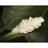 Sladoled Cvece - Kalateja Seme (Calathea warscewiczii) | 2,85 €