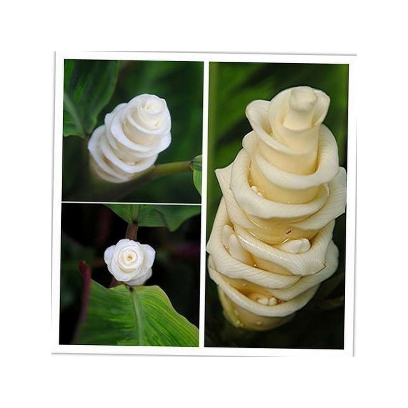 Bräkenkalatea - Glass Blomma Frön (Calathea warscewiczii) | 2,85 €