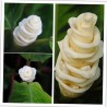 Prayer Plant, Ice Cream Flower Seeds (Calathea warscewiczii) | €2.85