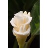 Semi di Fiore gelato (Calathea warscewiczii) | 2,85 €