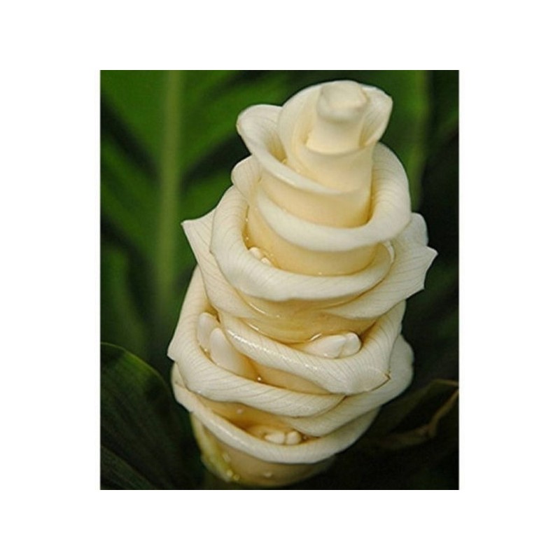 Prayer Plant, Ice Cream Flower Seeds (Calathea warscewiczii) | €2.85