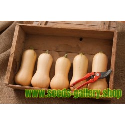 Small Fruited Mini Butternut Squash Seeds
