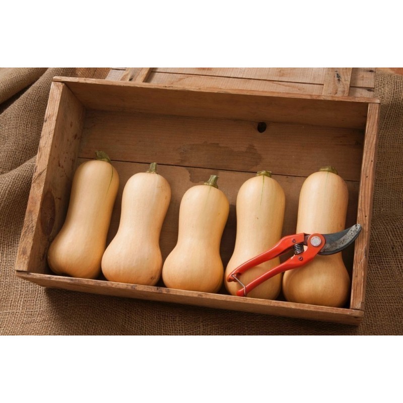 Manchurian Apricot Seeds Prunus Armeniaca