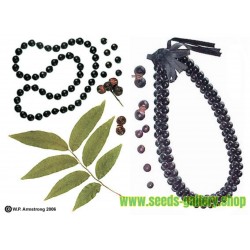 Wingleaf Soapberry Seeds (Sapindus saponaria)