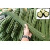 Angled luffa, Ridged luffa Seeds (Luffa acutangula) | €1.95