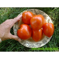 Tomato Seeds Amish Paste