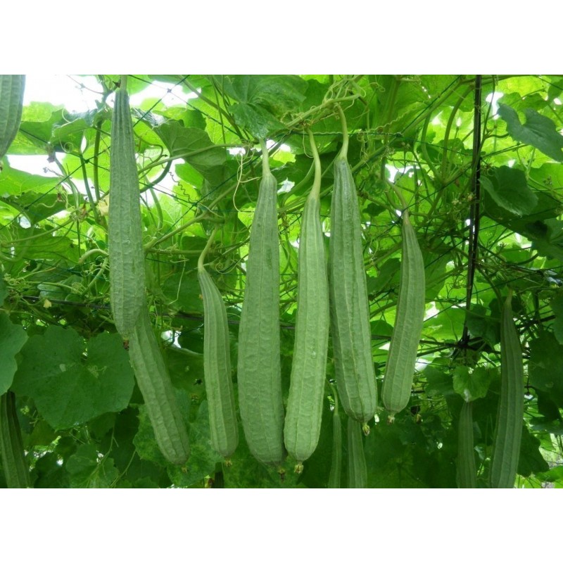 Rebrasta lufa Seme (Luffa acutangula) | 1,95 €