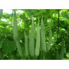Angled luffa, Ridged luffa Seeds (Luffa acutangula) | €1.95