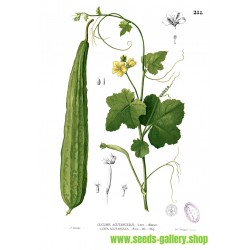 Angled luffa, Ridged luffa Seeds (Luffa acutangula)