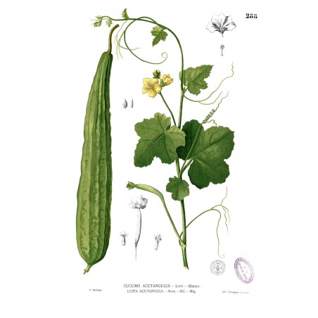 Rebrasta lufa Seme (Luffa acutangula) | 1,95 €