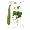 Rebrasta lufa Seme (Luffa acutangula) | 1,95 €