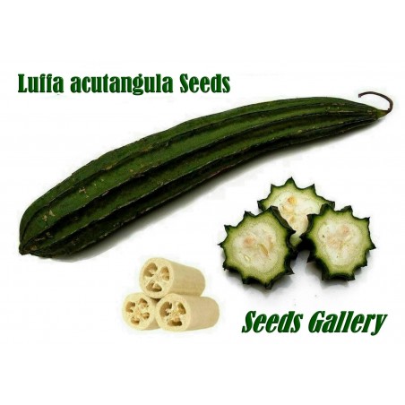 Vinklade Luffa frön (luffa acutangula) | 1,95 €