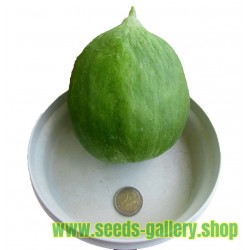 Cucumber - Melon Seeds - Carosello Barattiere