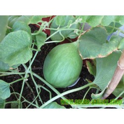 Cucumber - Melon Seeds - Carosello Barattiere