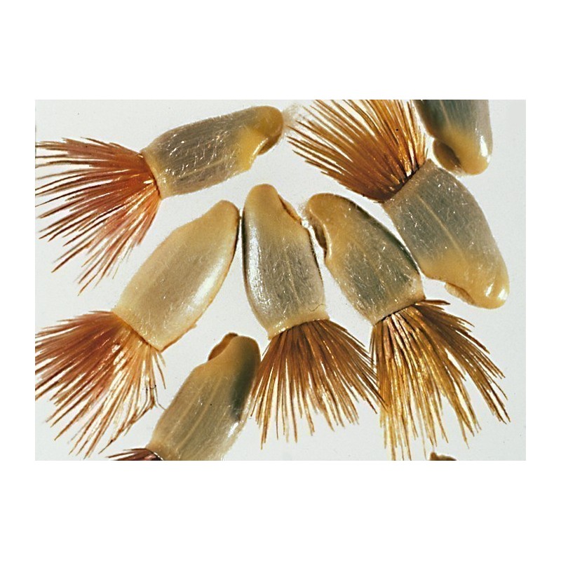 Graines de Bleuet - Comestible (Cyanus segetum)