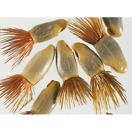 Graines de Bleuet - Comestible (Cyanus segetum)