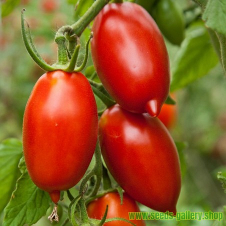 amish tomate semillas pasta tomatensamen graines marzano sorte amerika prochaine heirloom