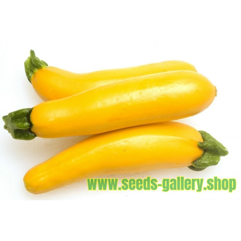 Semillas de calabacín - zucchini amarillo Plátano