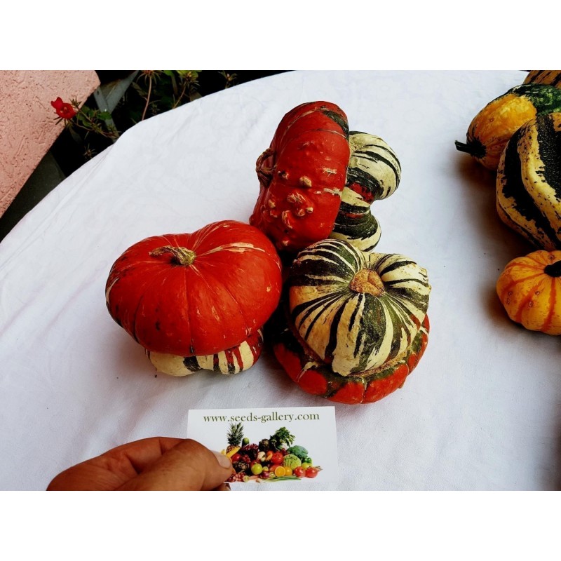 Σκουός σπόροι κόκκινο τουρμπάνι | 1,95 €