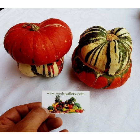 Σκουός σπόροι κόκκινο τουρμπάνι | 1,95 €