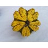 Ornamental gourd Seeds DAISY | €2.05