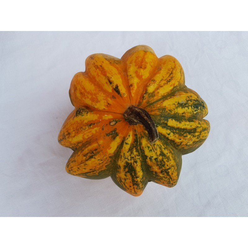 Ornamental gourd Seeds DAISY | €2.05