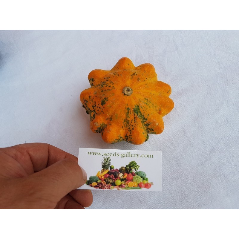 Ornamental gourd Seeds DAISY | €2.05