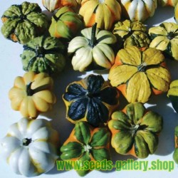 Ornamental gourd Seeds DAISY
