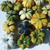 Ornamental gourd Seeds DAISY | €2.05