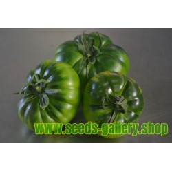 Semillas de tomate sic. Costoluto Pachino - Heirloom