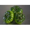 Semillas de tomate sic. Costoluto Pachino | 1,95 €