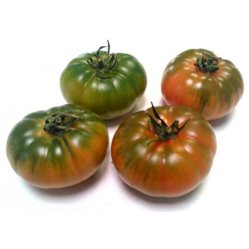 Semillas de tomate sic. Costoluto Pachino | 1,95 €