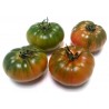 Semillas de tomate sic. Costoluto Pachino | 1,95 €