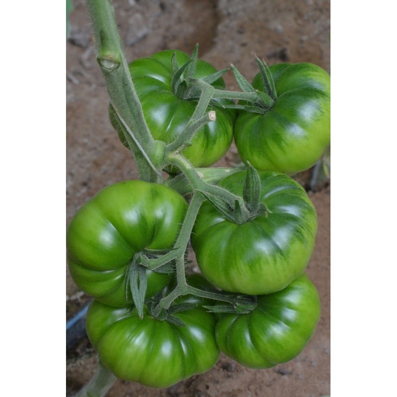 Graines de Tomate COSTOLUTO PACHINO | 1,95 €