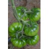 Semillas de tomate sic. Costoluto Pachino | 1,95 €