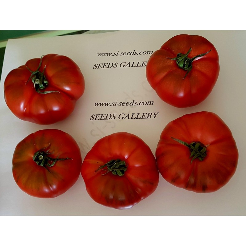 Graines de Tomate COSTOLUTO PACHINO | 1,95 €