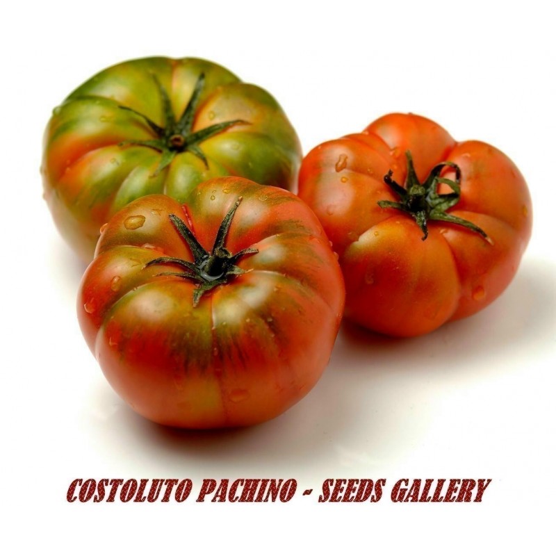 Sementes de Tomate Sic. COSTOLUTO PACHINO | 1,95 €