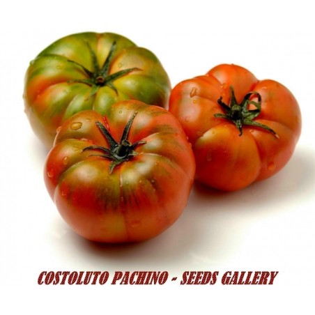 Semillas de tomate sic. Costoluto Pachino | 1,95 €