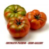 Graines de Tomate COSTOLUTO PACHINO | 1,95 €