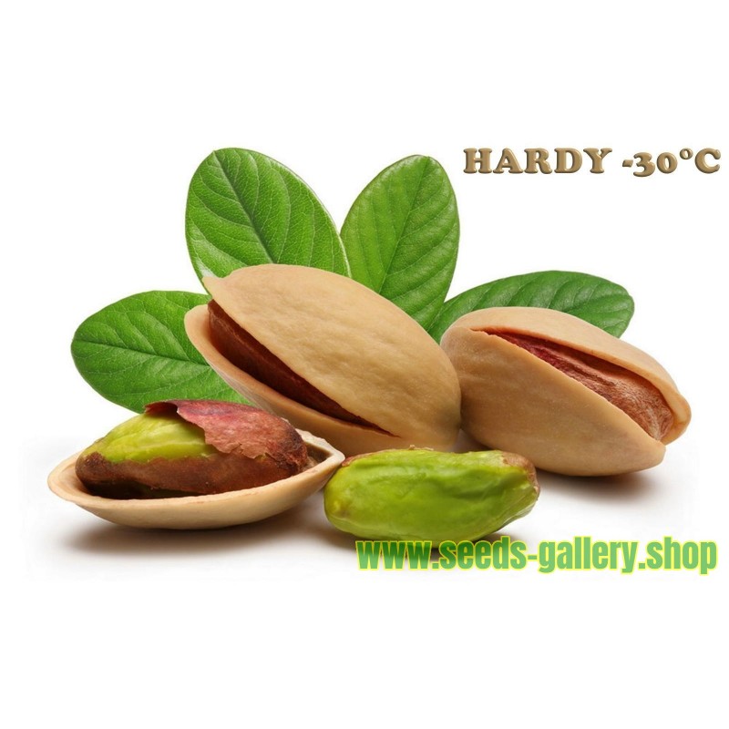 3 Antep Pistachio grafted from Turkey 2 Female and 1 Male 