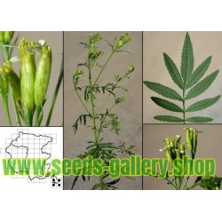 Semi di Huacatay - pianta medicinale (Tagetes minuta L.)