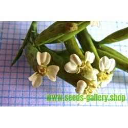 Semillas de Tagetes minuta - planta medicinal
