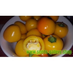 Κίτρινο γλυκιά τσίλι σπόρους - μεγάλα φρούτα